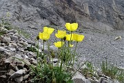 36 Papavero alpino (Papaver rhaeticum)